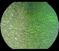 DC620A-CBS Dichroic Emerald On Clear Ripple 16"x19" - 96 COE