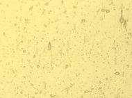 W1206-Very Pale Amber Seedy Trans.#0002S