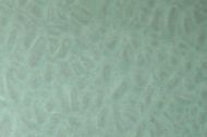 EM1004-Pale Bluish Green English Muffle #4903