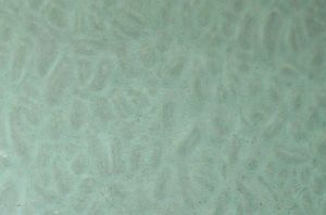 EM1004-Pale Bluish Green English Muffle #4903